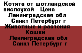 Котята от шотландской вислоухой › Цена ­ 4 500 - Ленинградская обл., Санкт-Петербург г. Животные и растения » Кошки   . Ленинградская обл.,Санкт-Петербург г.